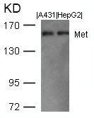 MET (Ab-1003) Antibody