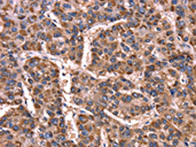 GCG Antibody