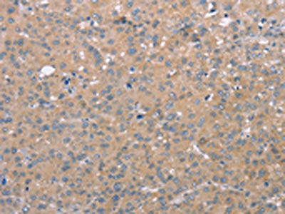 CD97 Antibody
