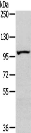 SENP6 Antibody
