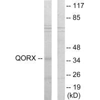 TP53I3 Antibody