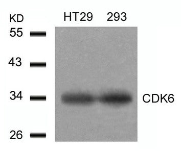 CDK6 (Ab-24) Antibody