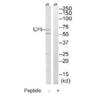 CFI Antibody