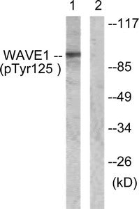 Phospho-WASF1 (Tyr125) Antibody
