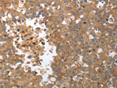 MMP27 Antibody