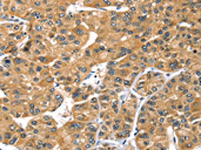 PRSS50 Antibody