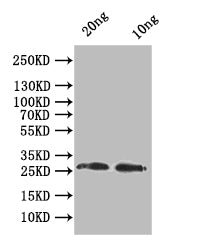 odc1 Antibody