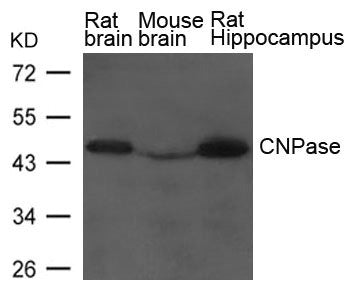 CNP Antibody