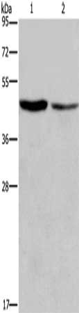 CFLAR Antibody