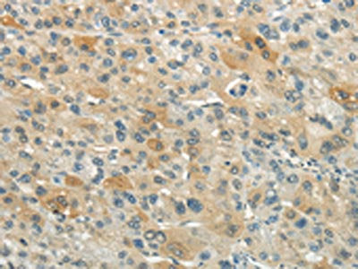 XKR3 Antibody