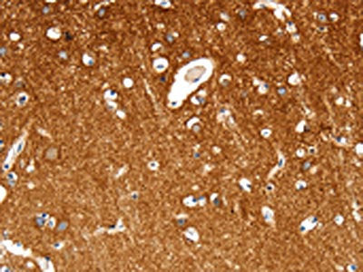MAP4K1 Antibody