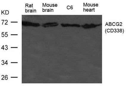 ABCG2 Antibody