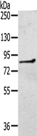 RASA2 Antibody