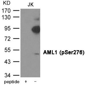 Phospho-RUNX1 (Ser276) Antibody