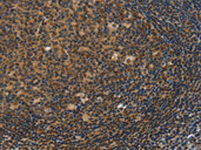 IRF9 Antibody