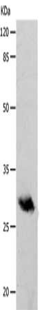 POMC Antibody