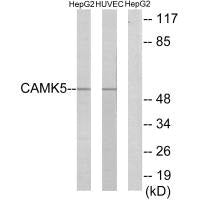 CAMKV Antibody