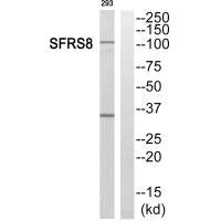 SFSWAP Antibody