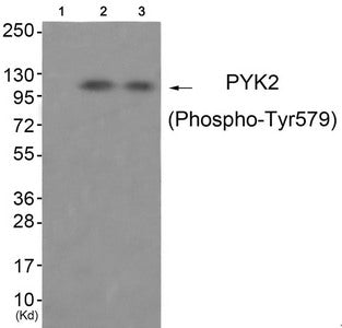 Phospho-PTK2B (Tyr579) Antibody