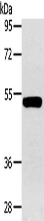 GJA9 Antibody