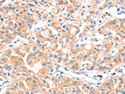 MUC2 Antibody