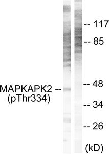 Phospho-MAPKAPK2 (Thr334) Antibody