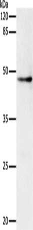 DRD1 Antibody