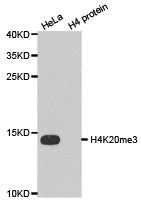 Histone H4K20me3 Antibody