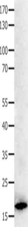 BCL2L15 Antibody
