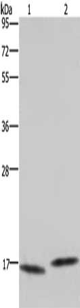 MAP1LC3C Antibody