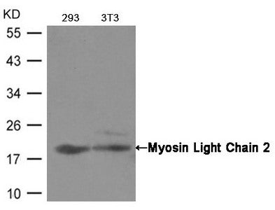 MYL9 (Ab-19) Antibody