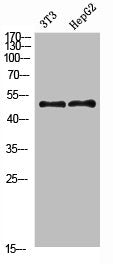 F9 Antibody