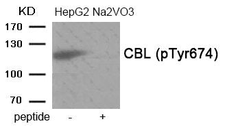 Phospho-CBL (Tyr674) Antibody