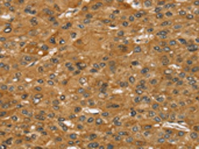 SPTAN1 Antibody