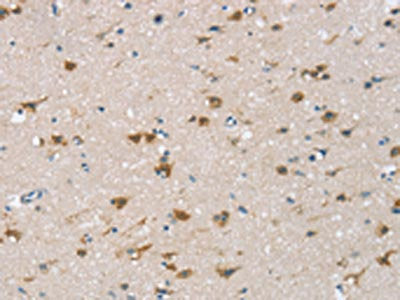 CSPG4 Antibody