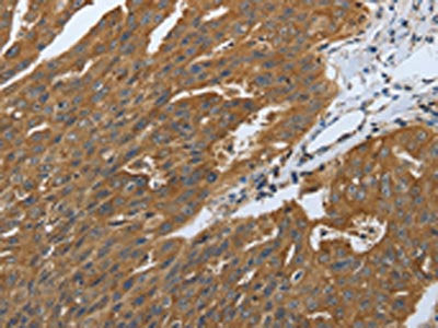 DLG4 Antibody