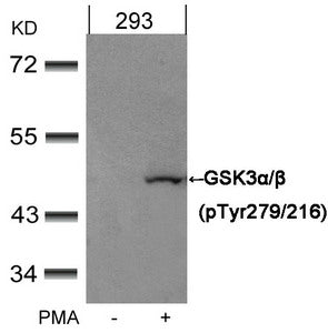 Phospho-GSK3A/GSK3B (Tyr279/216) Antibody