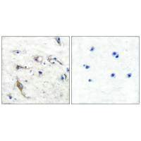 PRAF2 Antibody