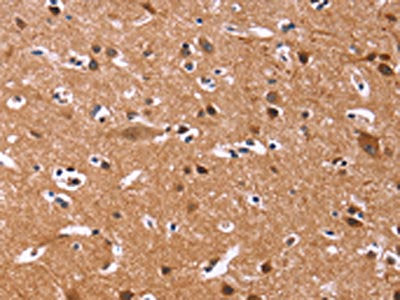 CHRM1 Antibody