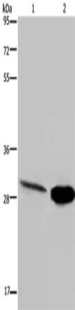CA3 Antibody
