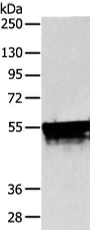 KRT4 Antibody