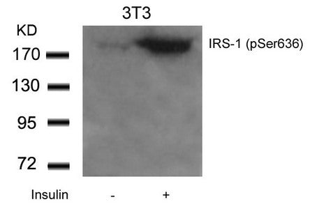 Phospho-IRS1 (Ser636) Antibody