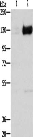 HIF1A Antibody