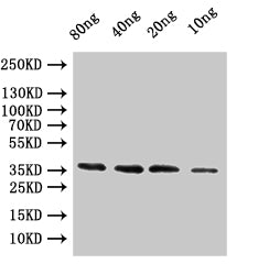 coat Antibody