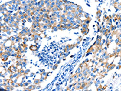 POMC Antibody