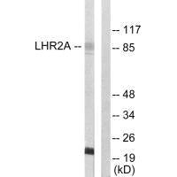 VWA5A Antibody