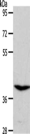 S1PR4 Antibody
