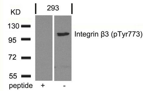 Phospho-ITGB3 (Tyr773) Antibody