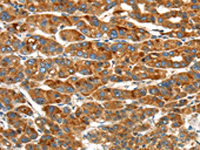 ERP44 Antibody