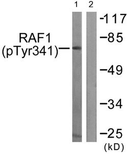 Phospho-RAF1 (Tyr341) Antibody